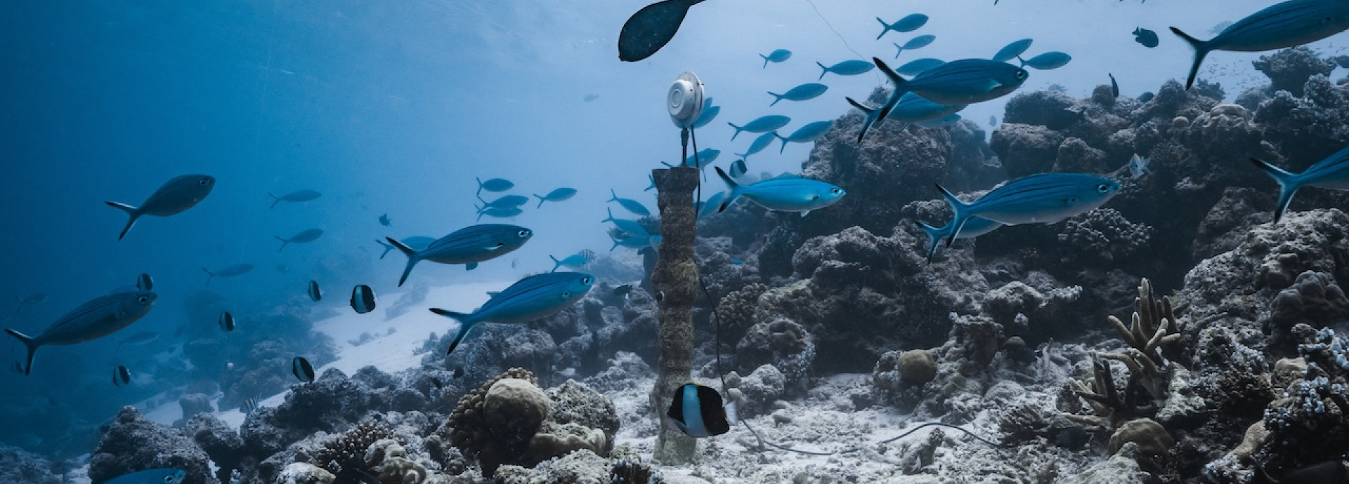 Sound Sculptures under water