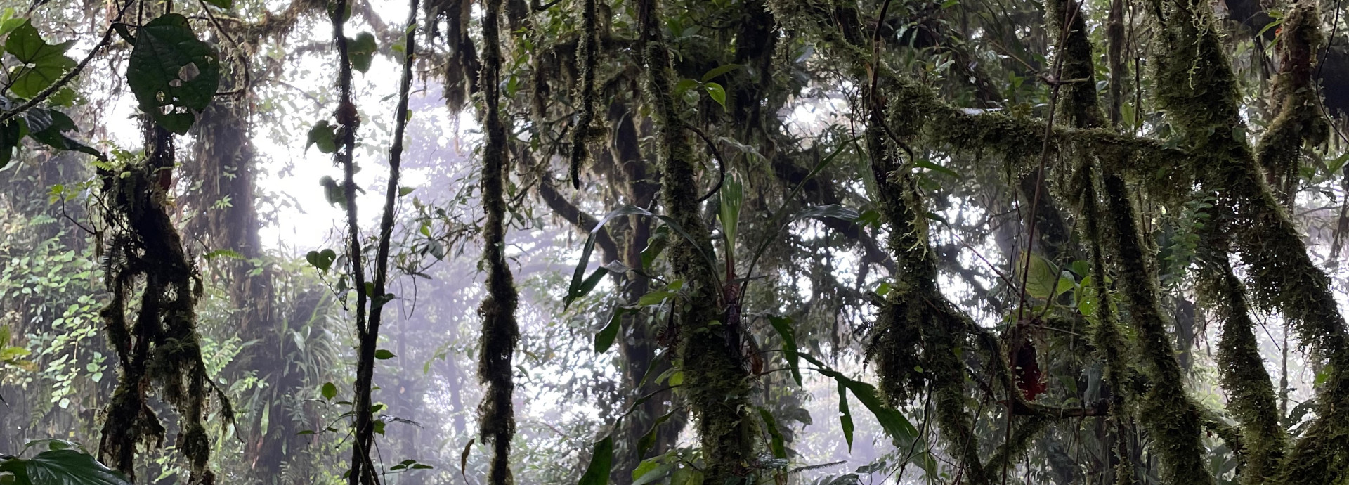 picture of the jungle.