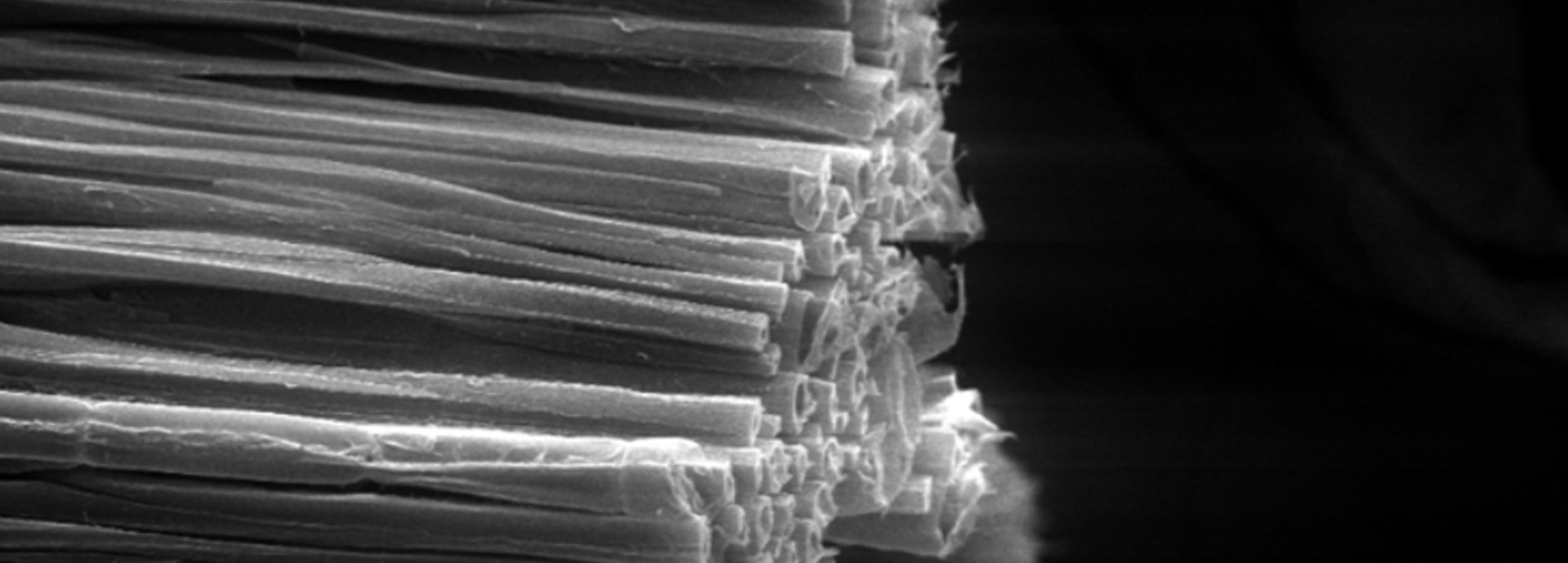 The photo shows fibers of delignified walnut wood through an electron scanning microscope