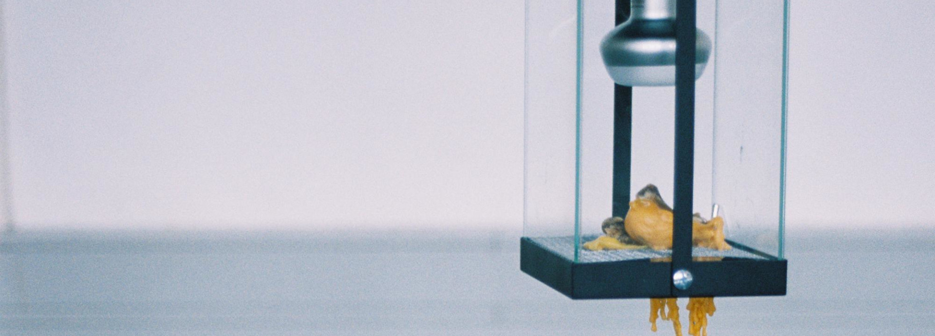 Image of a wax bird melting under a light bulb. Artwork by Jung Hsu.