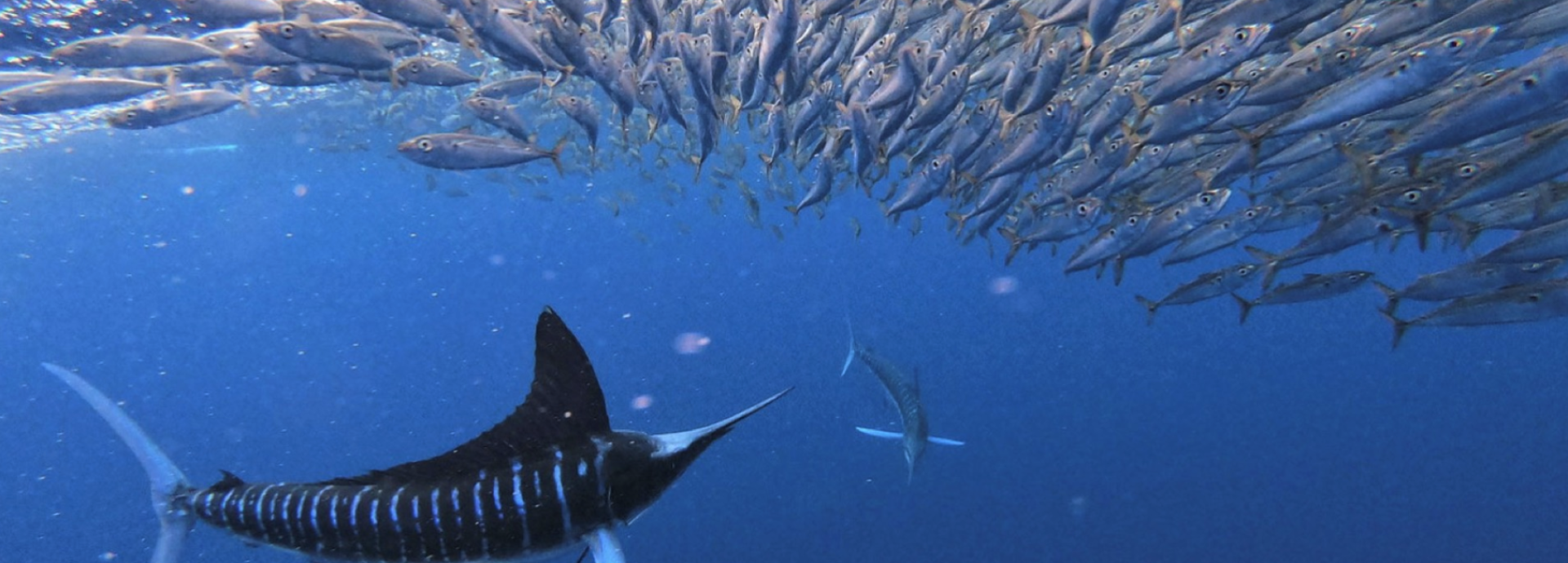 A marlin, ready to attack a school of sardines