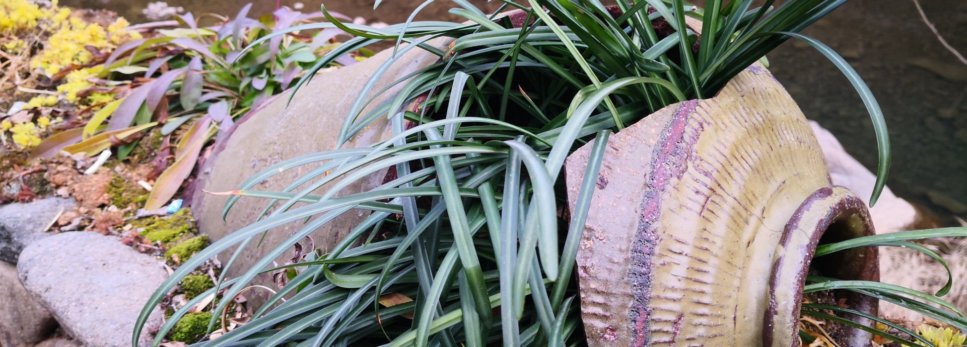 Plants overflowing from a broken ceramic pot by a stream