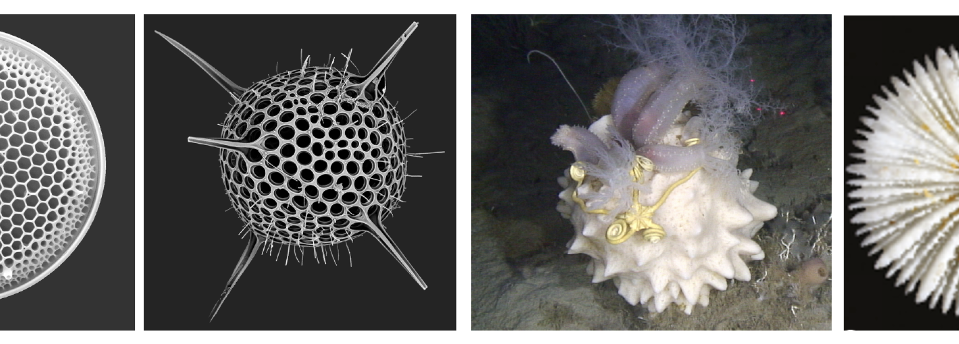 Marine organisms are beautiful, fantastic experts in lightweight construction