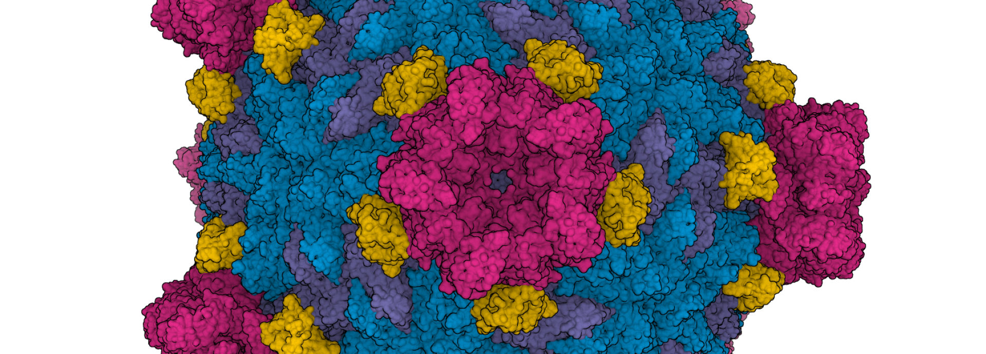 Cryo-EM reconstruction of Fako virus capsid of family Reoviridae showing viral proteins: turret protein (red), homodimer of major capsid protein (blue/purple), and clamp protein (yellow)