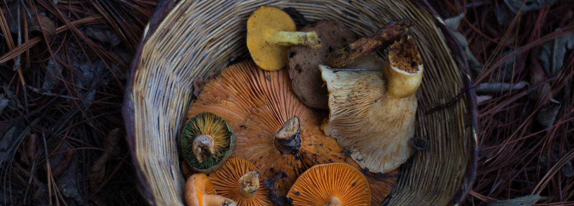 Basket with collected mushrooms 