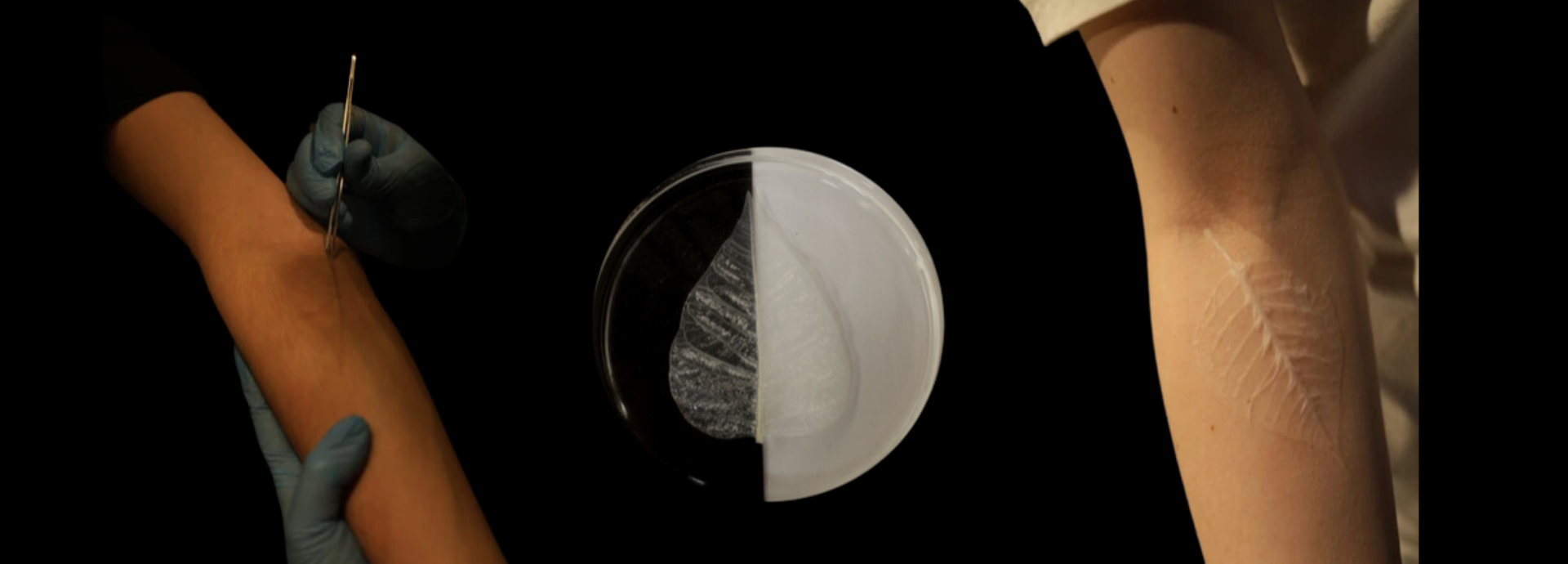 Becoming Plant Artwork- Laura Rodriguez