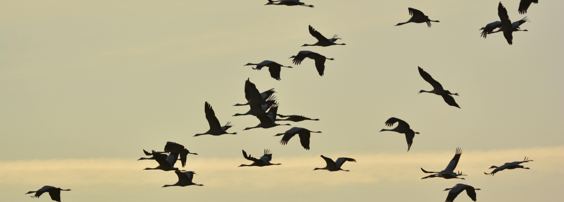 Birds flying in sychrony