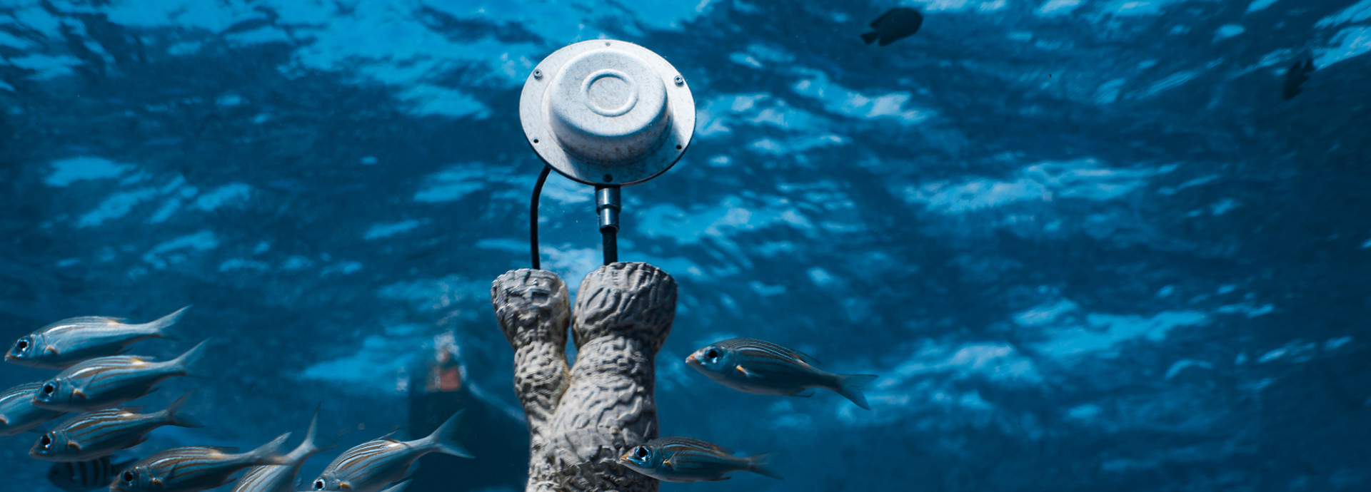 Coral Sonic Resilience