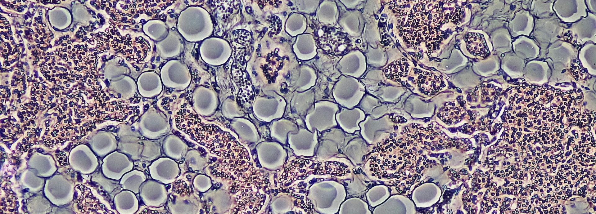 Multicoloured image of cells under a microscope