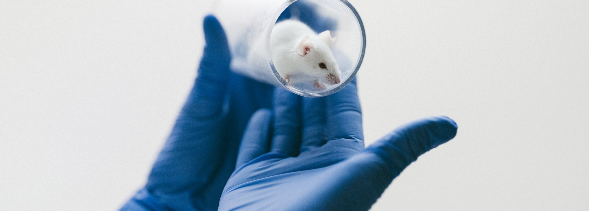 A laboratory mouse in a glass container, held by two hands wearing blue gloves.