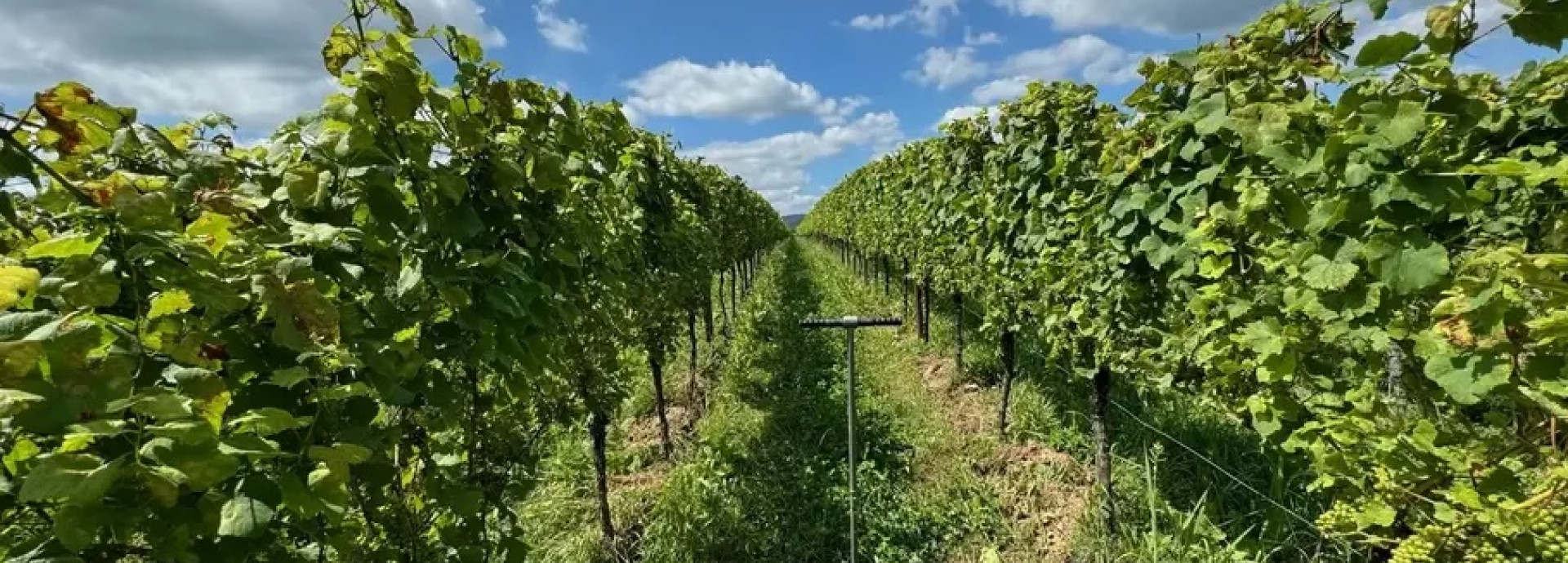 Weinrebe in der Pfalz, mittig: ein Bodenbohrer