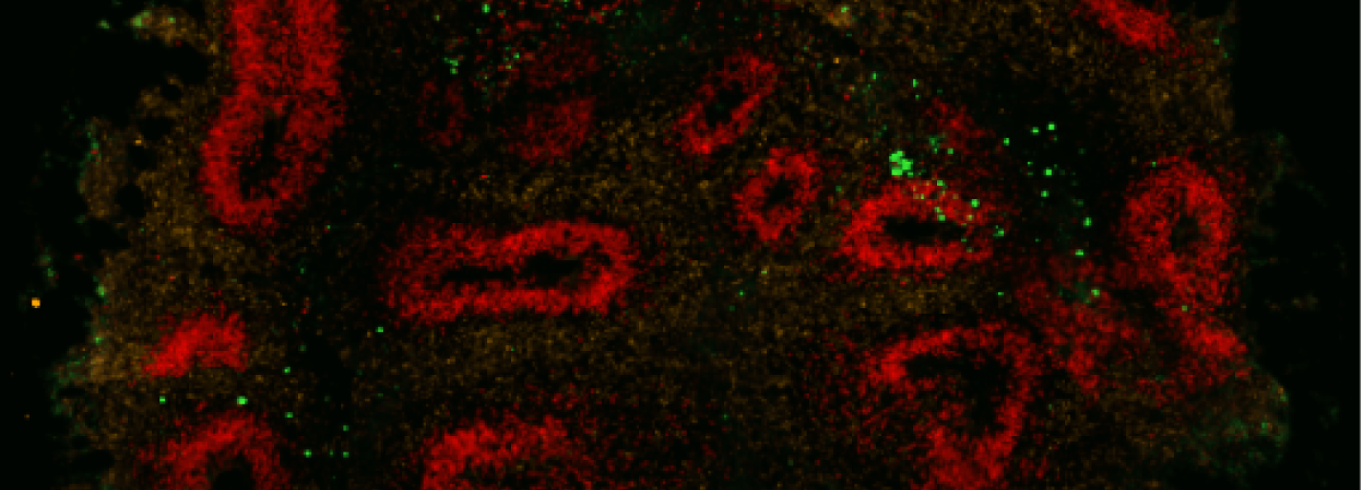 Neue Wege in der Biomedizin