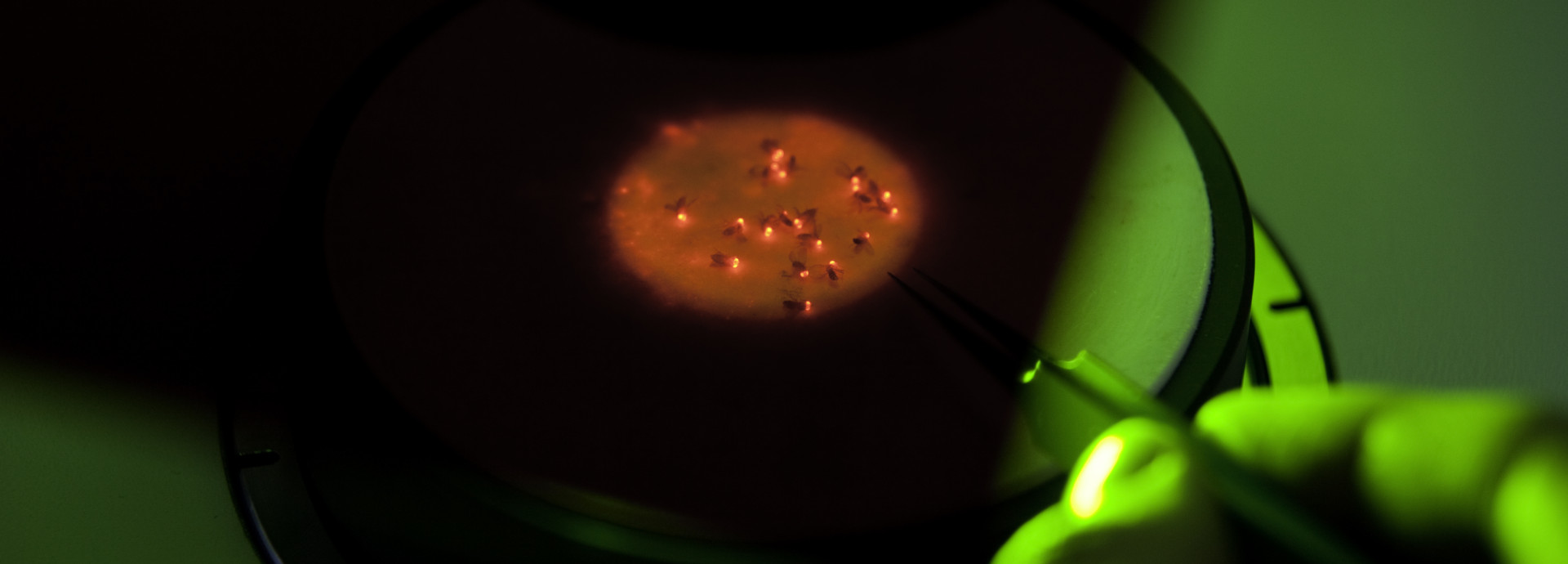 Blick durchs Mikroskop: Fruchtfliegen (Drosophila) sind wichtige Modellorganismen in der Hirnforschung