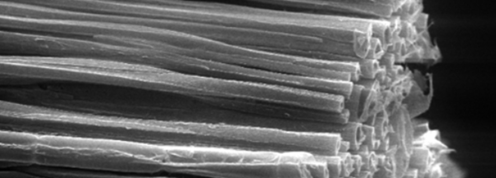 Macro photograph of cellulose fiber