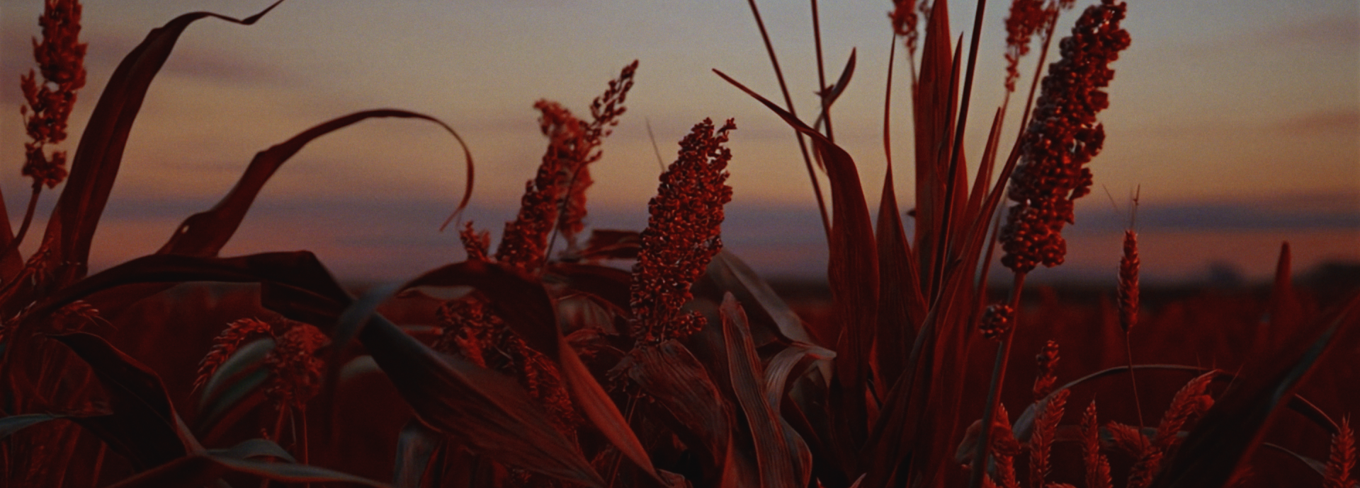 Wheat Crops