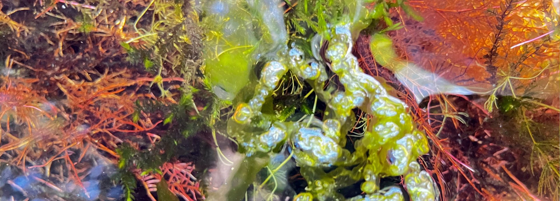 Close up photo of colourful algae