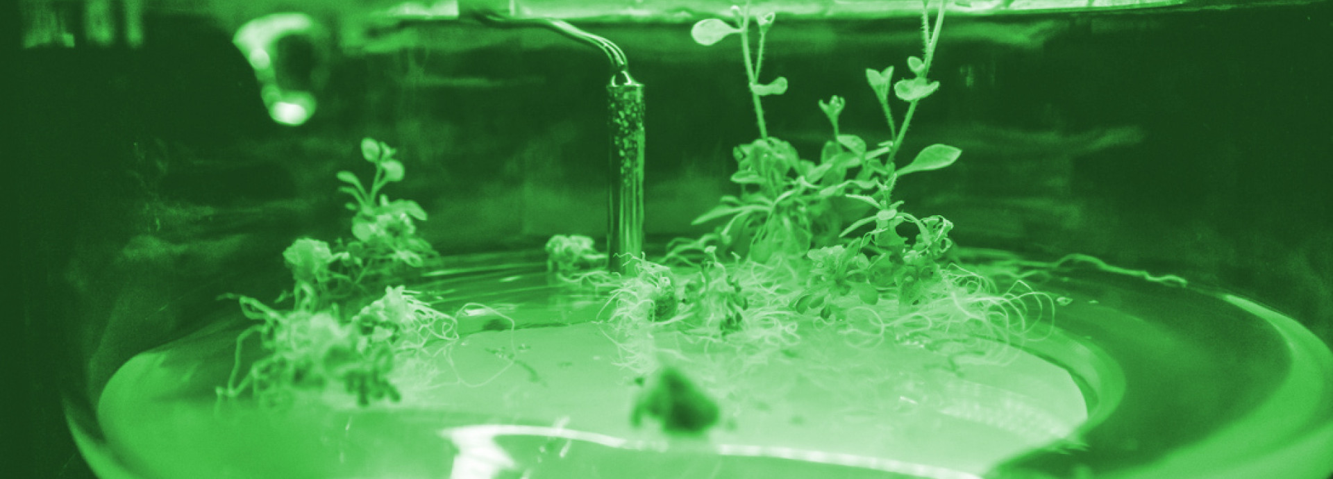 A seedlinggrowing in a Petri dish with sensor. image has a green filter