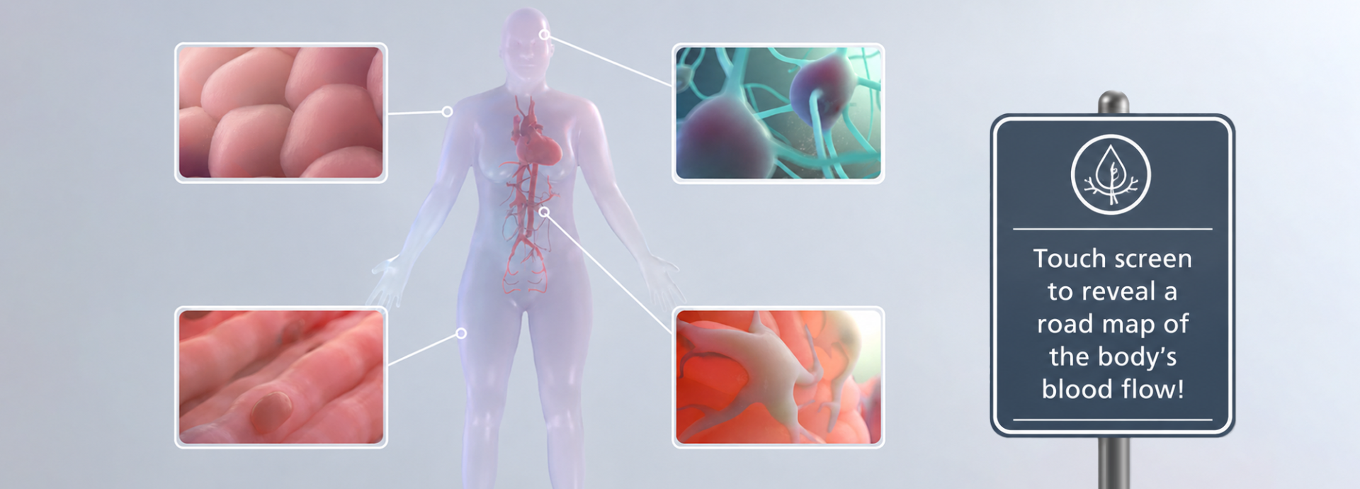 Image of body zoom in of cells from certain areas of the body. 