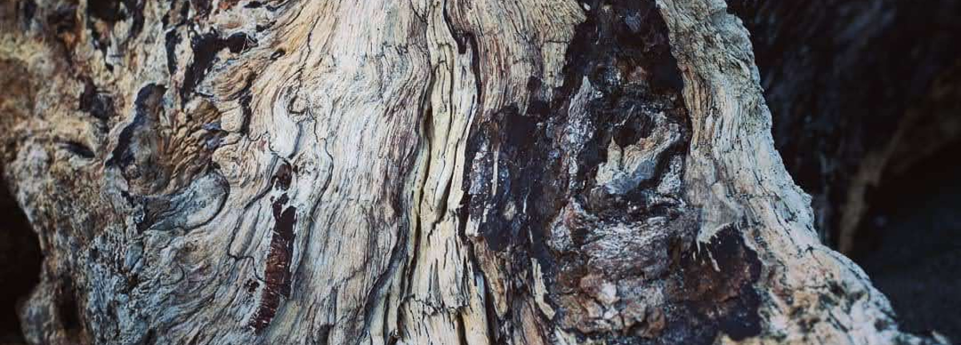 Grey/black-and-white wood grain