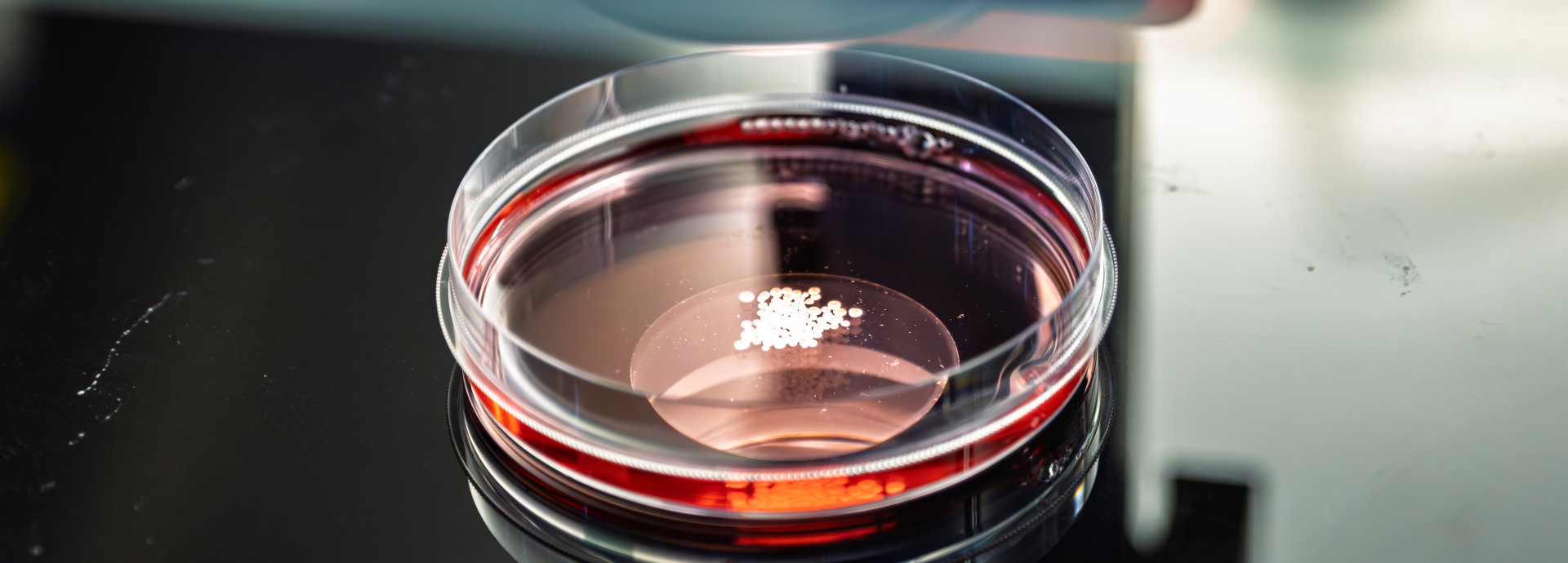 Organoids