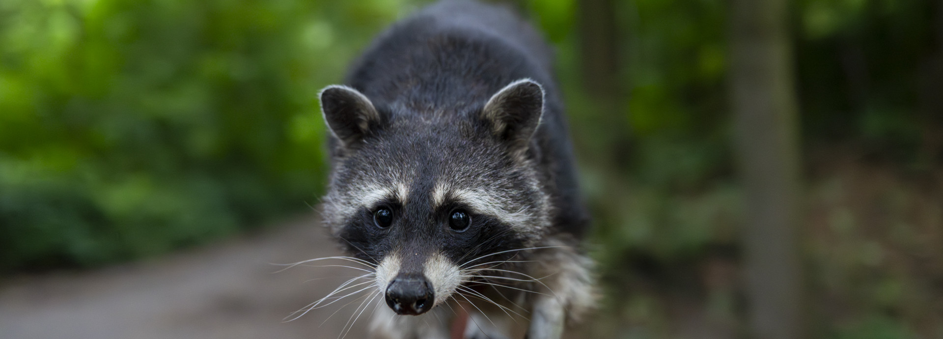 Waschbär klettert auf Zaun