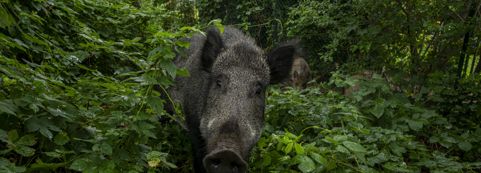 Wildschwein im Grünen