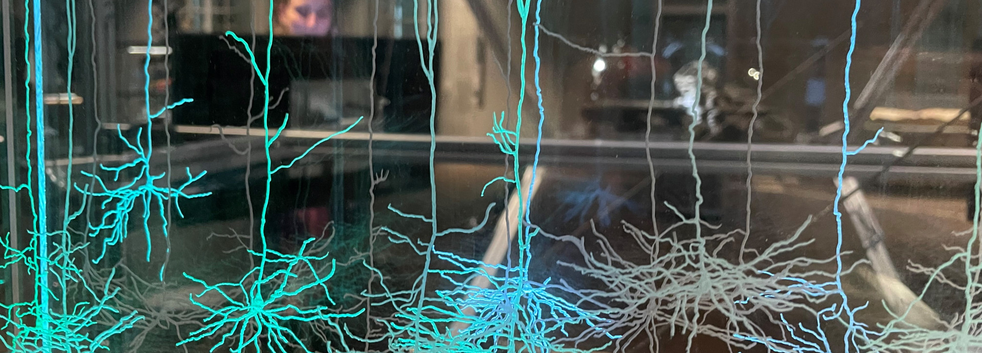 Ausstellungsobjekt zu Nervenzellen