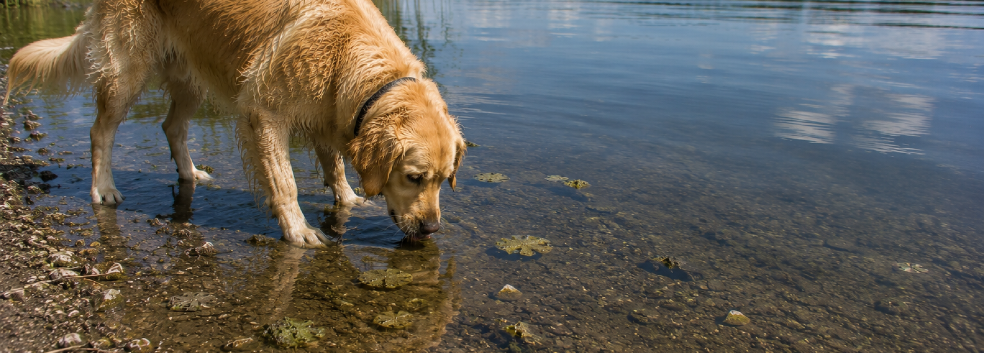 Hund trinkt aus Gewässer