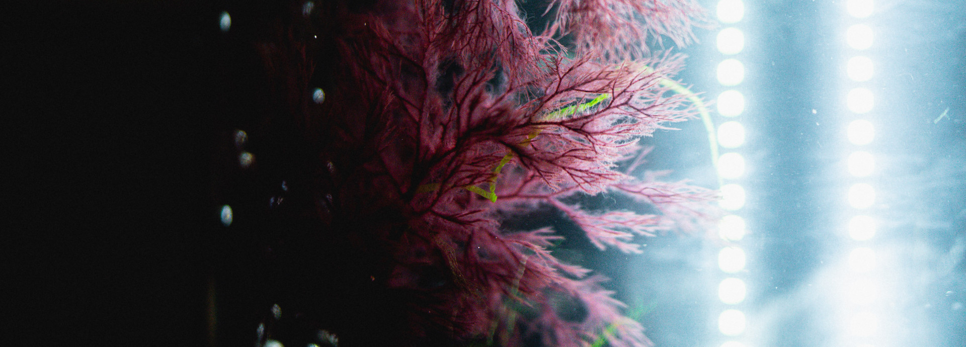 Close-up of delicate red algae growing inside a water-filled cultivation tank, illuminated by bright vertical LED lights. The algae's feathery branches contrast with the dark background, highlighting a controlled indoor growing environment.