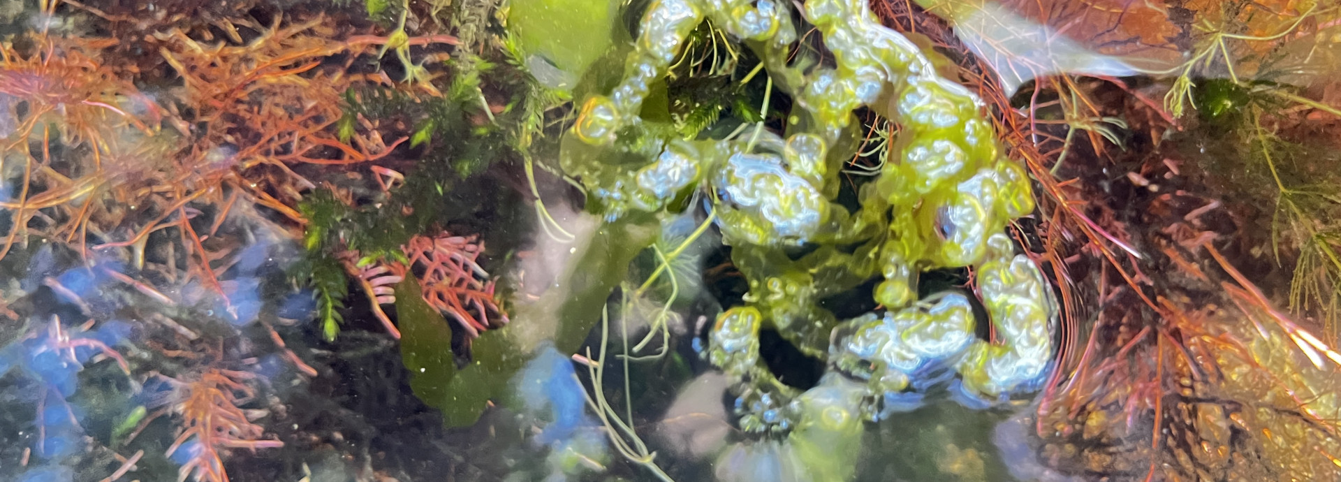 Closer to algae