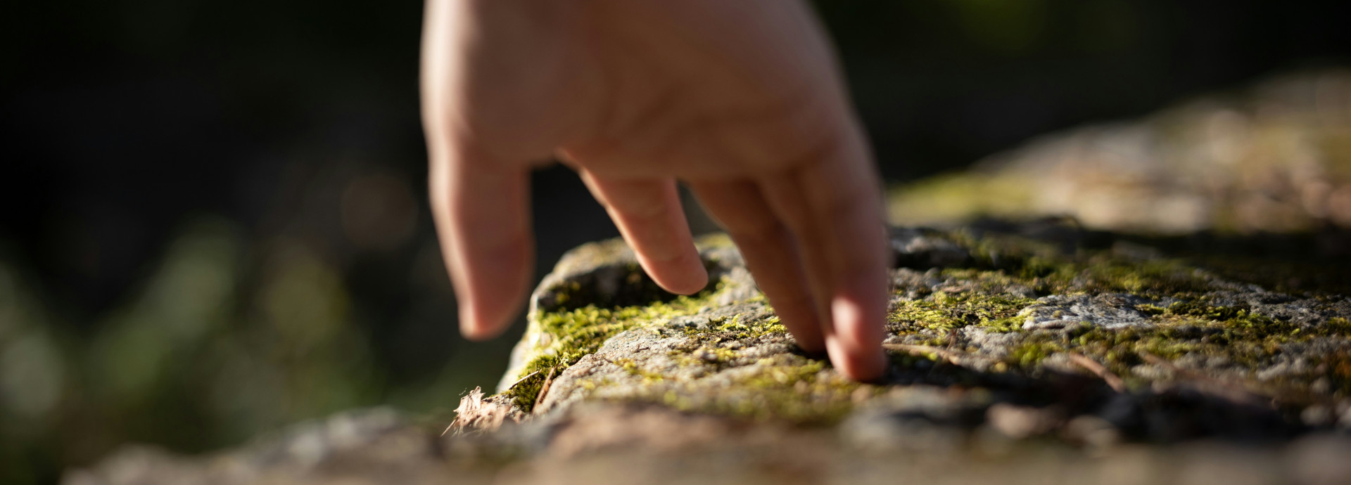 Hand touching moss from tree trunk