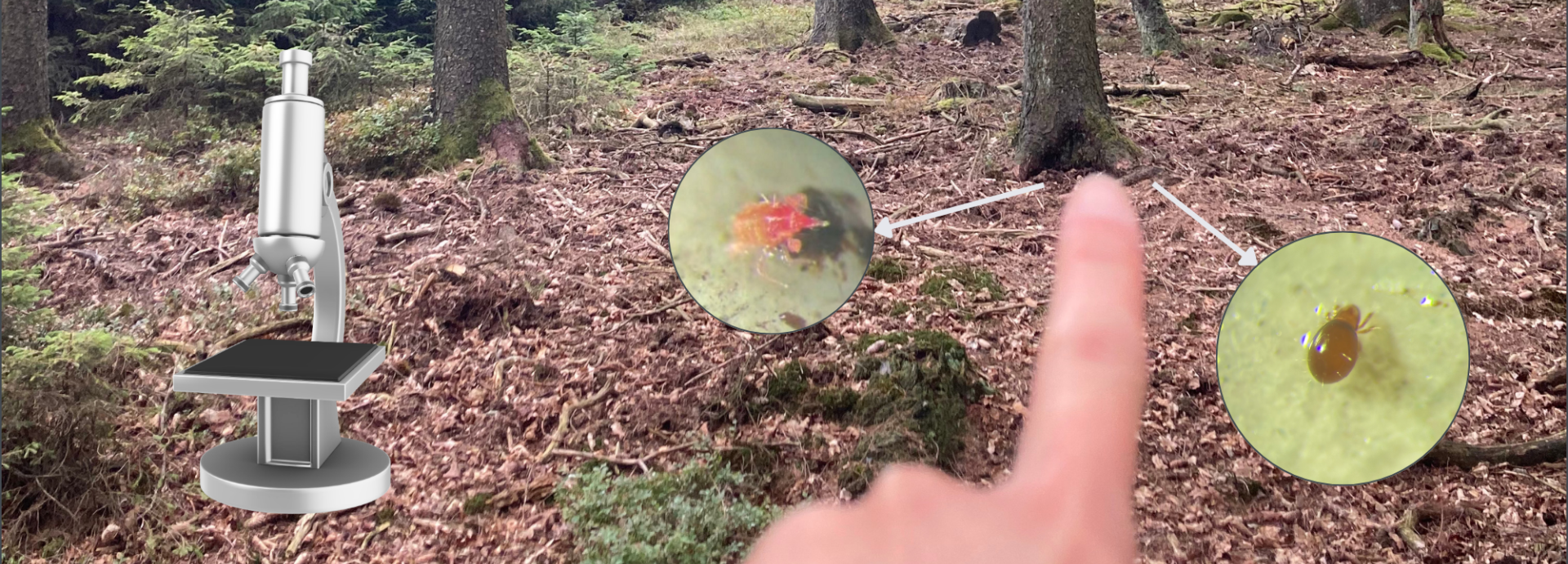 A picture of a forest with a hand pointing to the soil and two creatures found in the soil and a microscope.