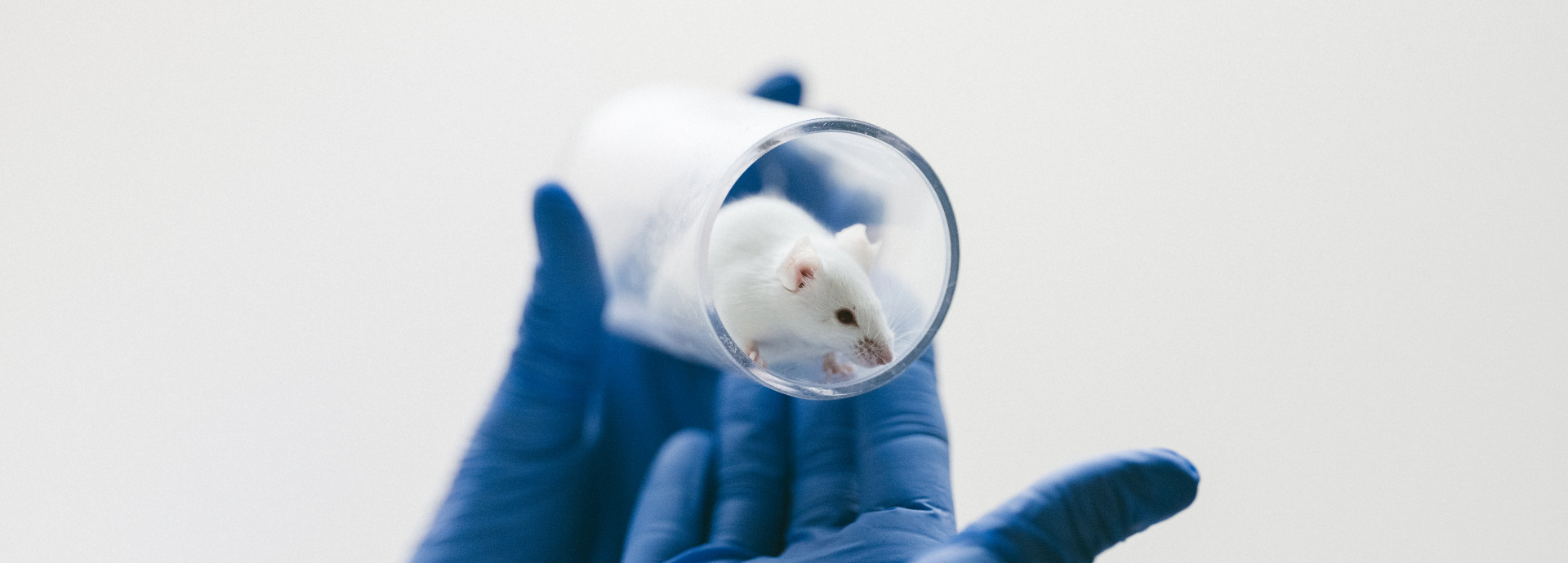 Maus in Glaszylinder