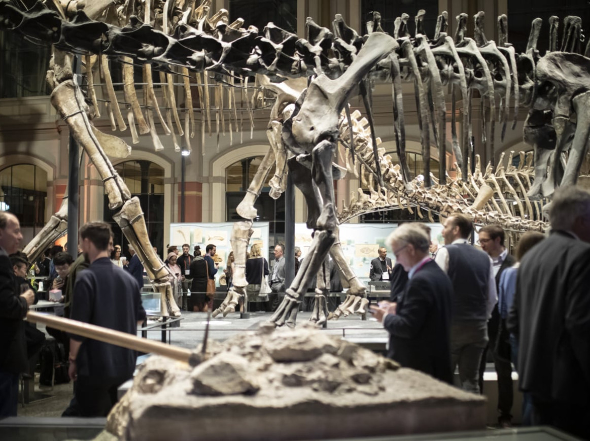 People at a museum observing a large dinosaur skeleton display, with bones arranged in a lifelike pose. A rock and bone exhibit is in the foreground. The museum has a sophisticated and busy atmosphere.