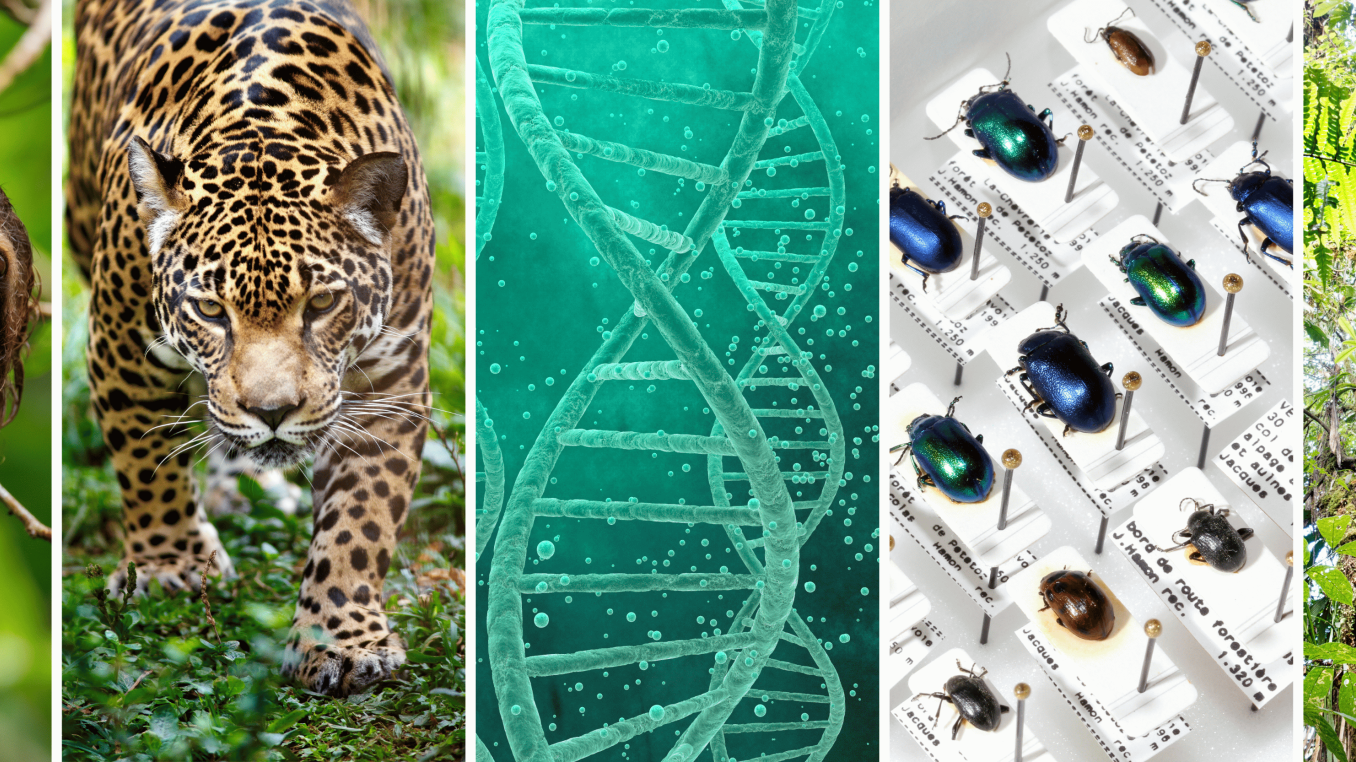 Images of sloth, jaguar, DNA, beetles' collection, tropical florest