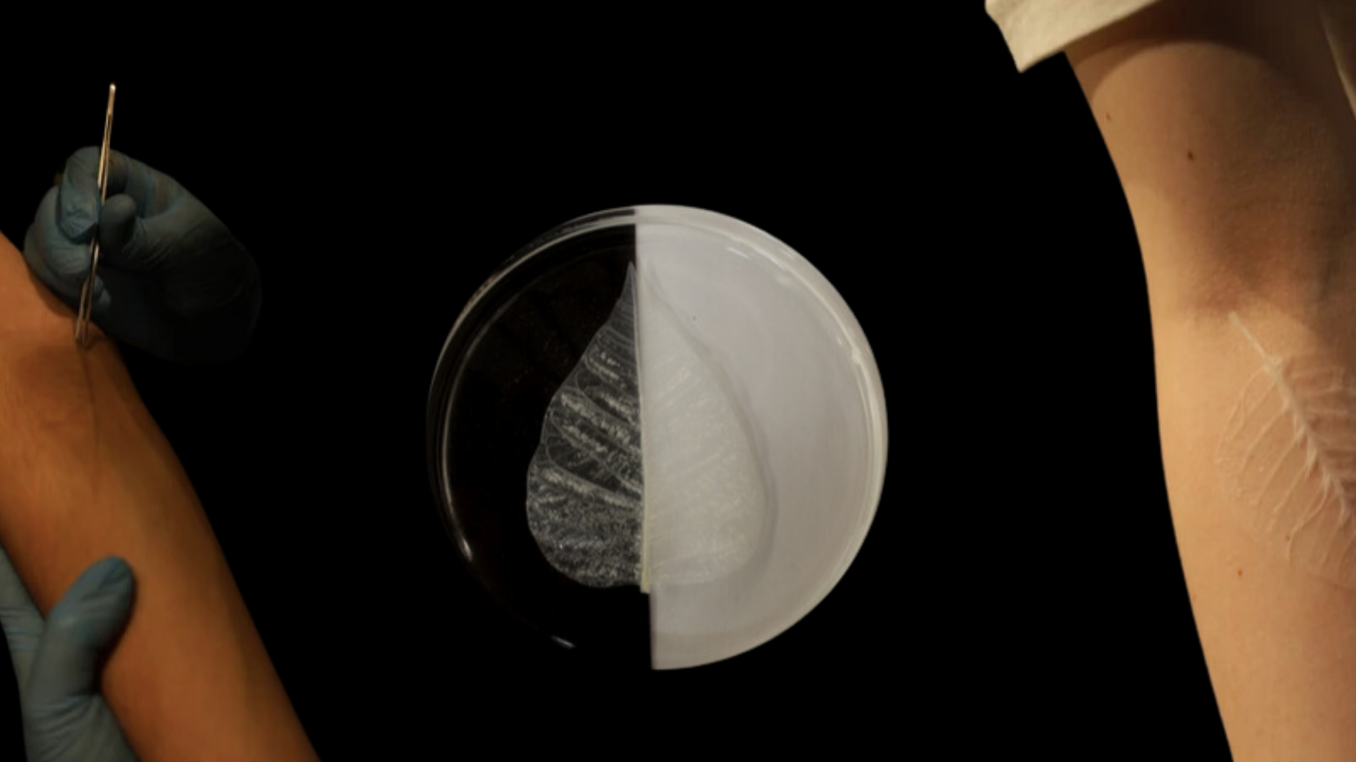 Becoming Plant Artwork- Laura Rodriguez