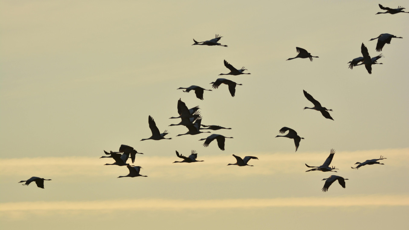 Birds flying in sychrony