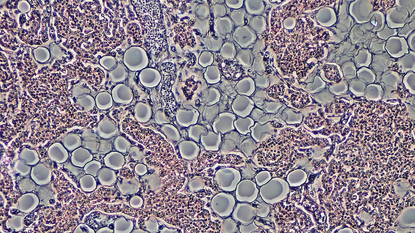 Multicoloured image of cells under a microscope