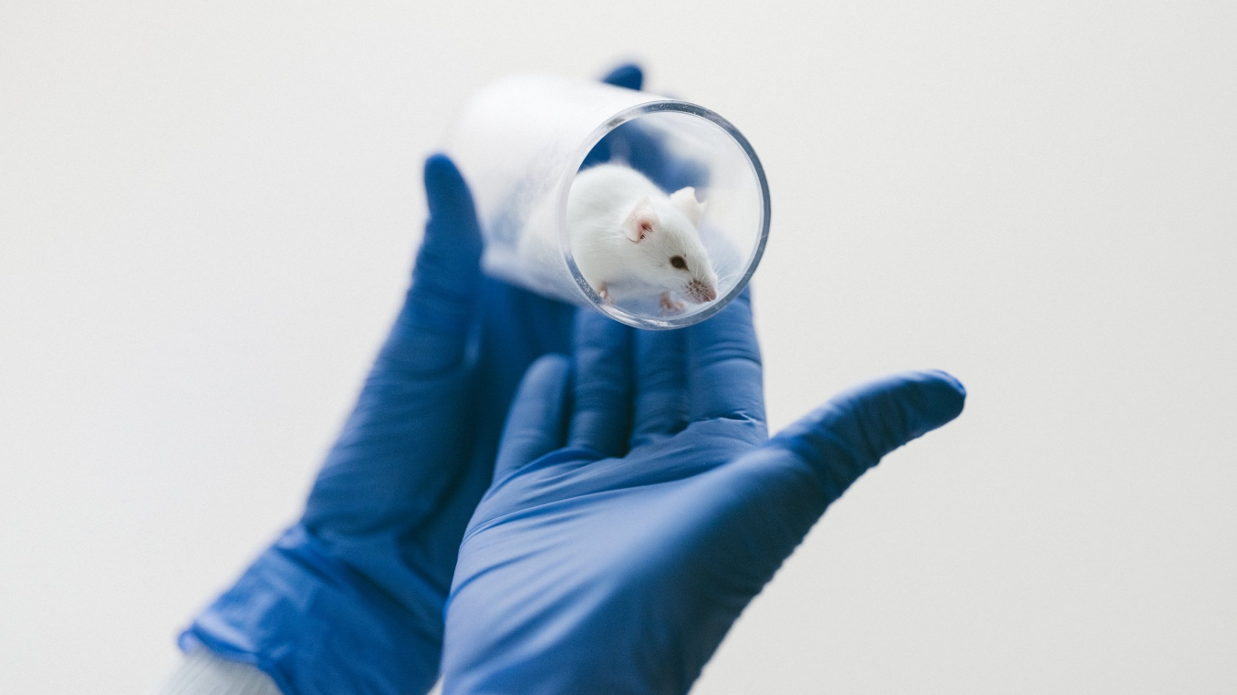 A laboratory mouse in a glass container, held by two hands wearing blue gloves.