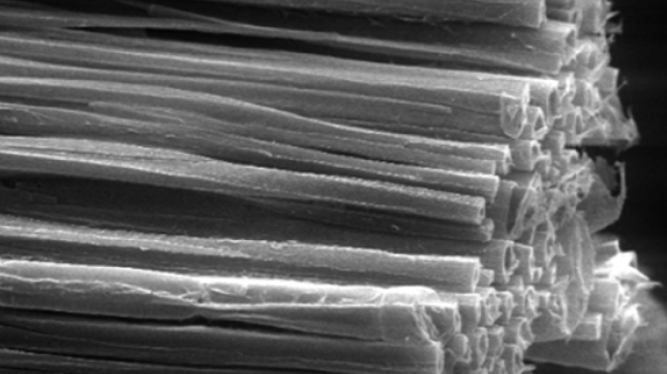 Macro photograph of cellulose fiber