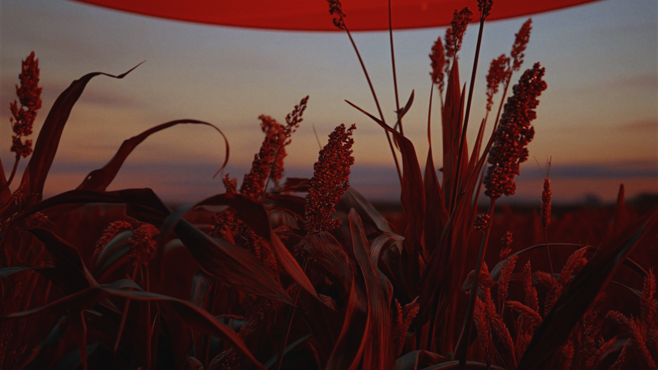 Wheat Crops