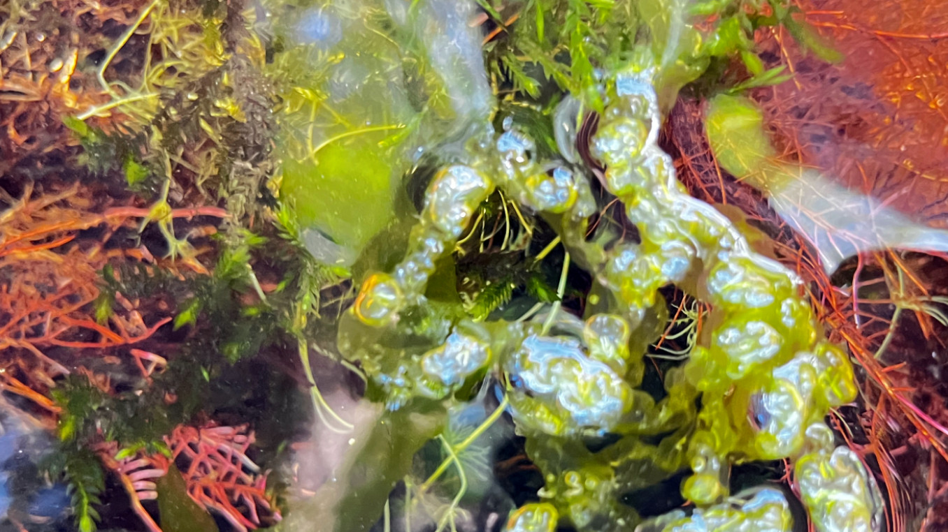 Close up photo of colourful algae
