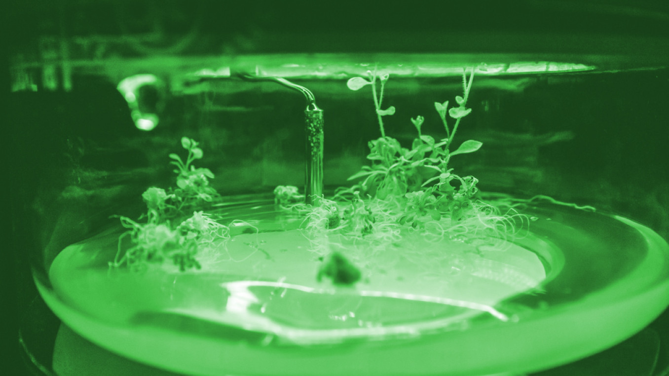 A seedlinggrowing in a Petri dish with sensor. image has a green filter