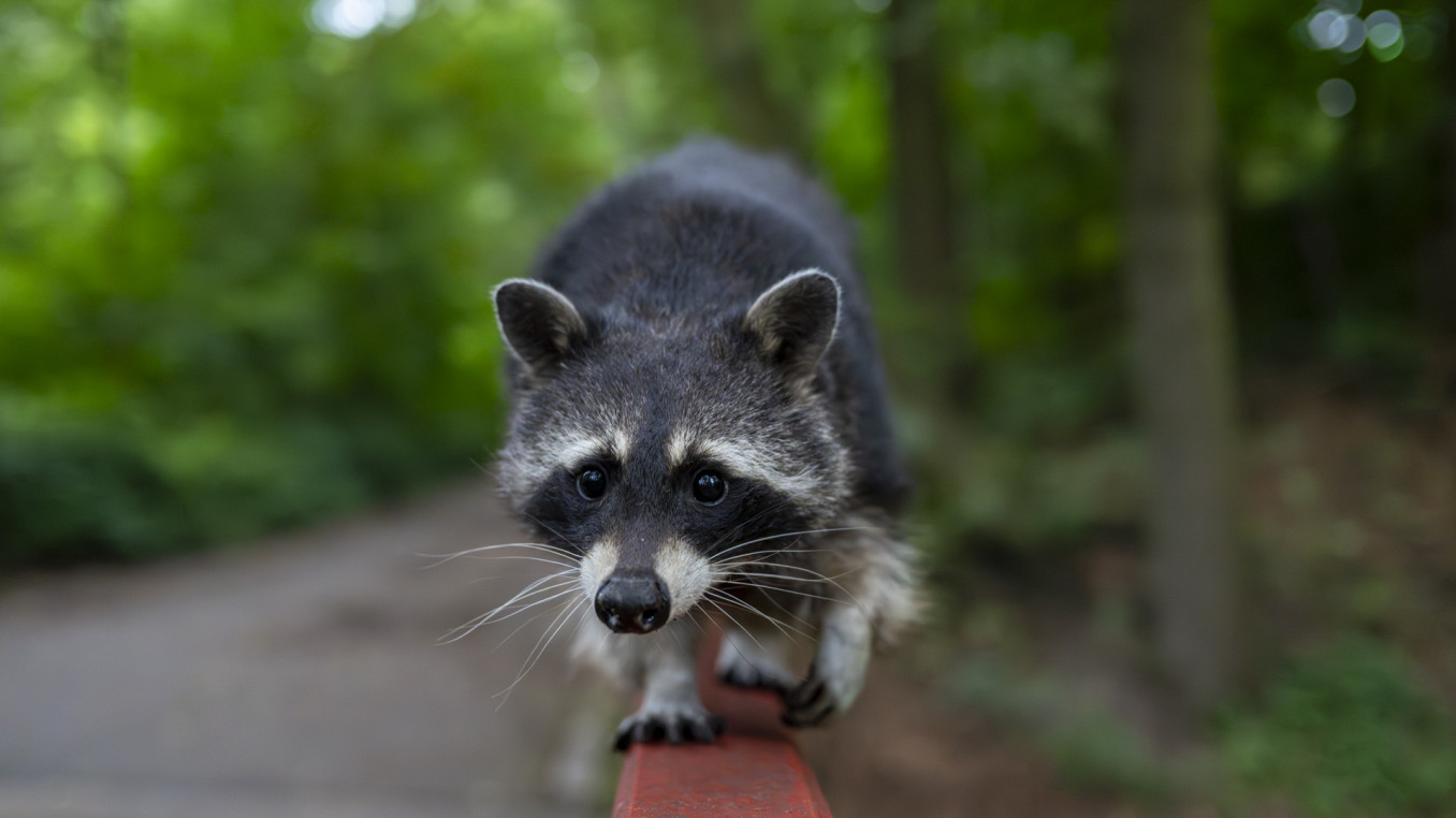Waschbär klettert auf Zaun