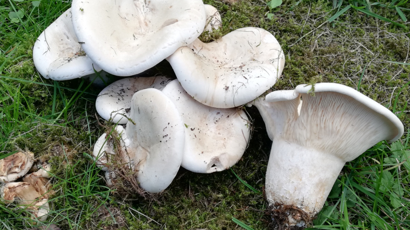 Pilze