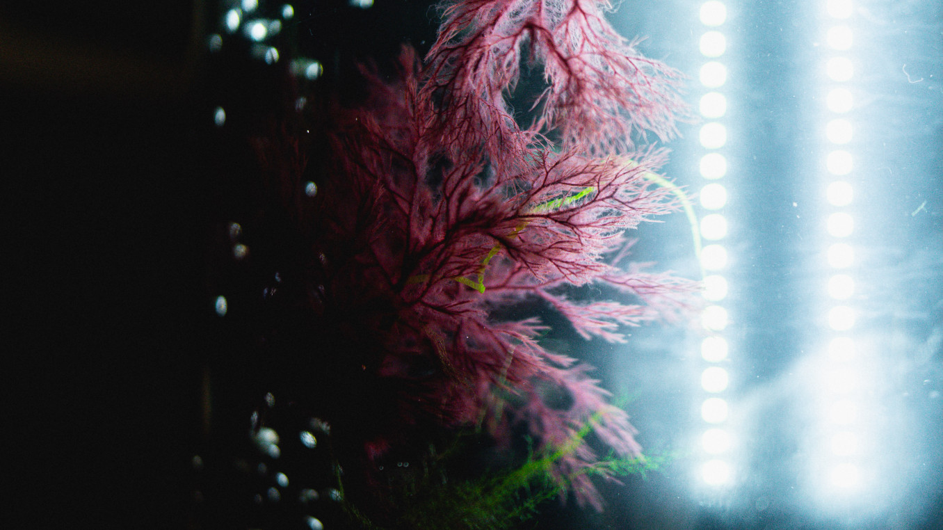 Close-up of delicate red algae growing inside a water-filled cultivation tank, illuminated by bright vertical LED lights. The algae's feathery branches contrast with the dark background, highlighting a controlled indoor growing environment.