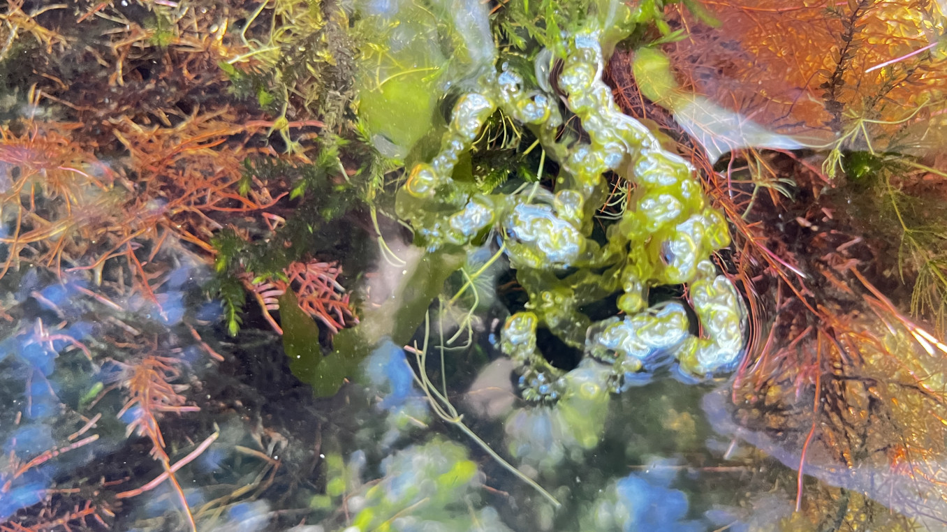 Closer to algae