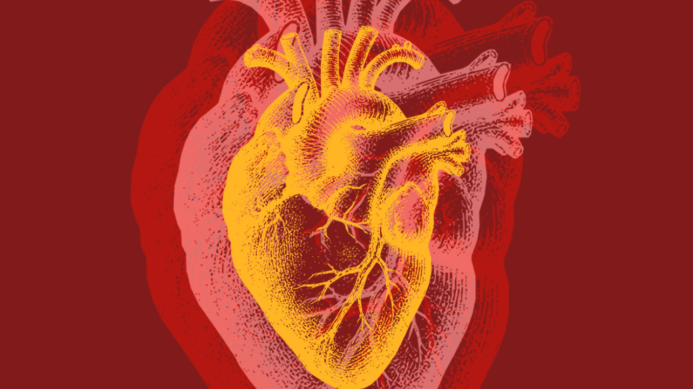 A colored illustration of a pulsing heart.