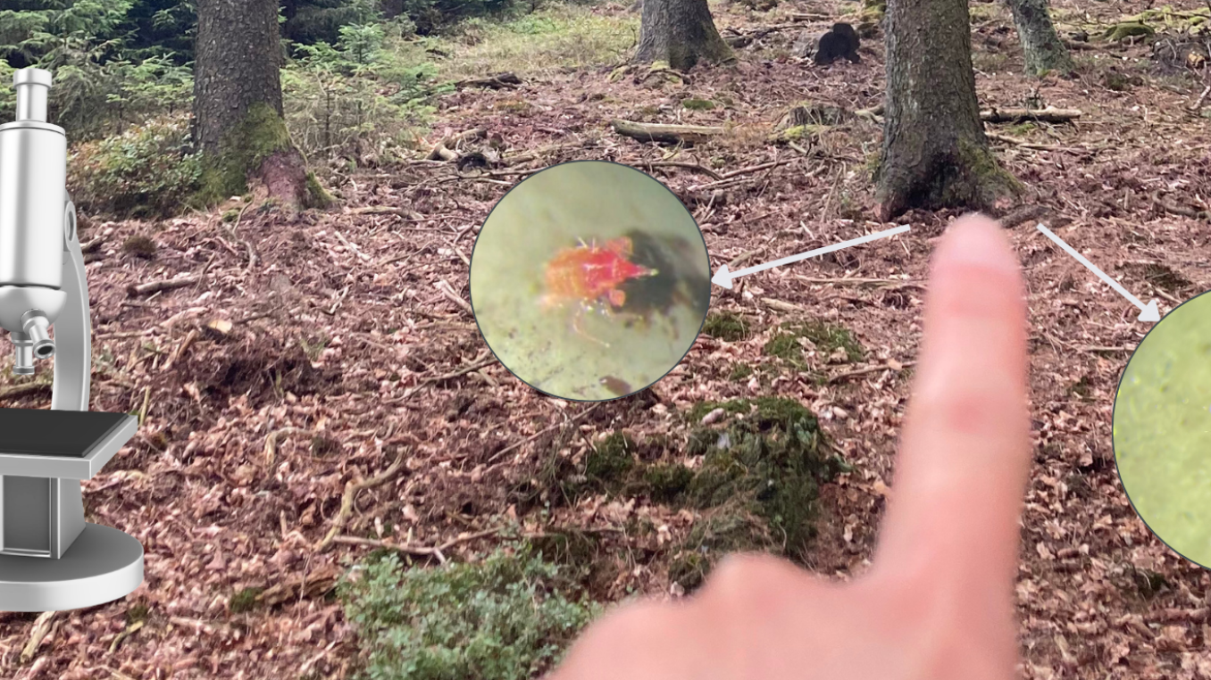 A picture of a forest with a hand pointing to the soil and two creatures found in the soil and a microscope.