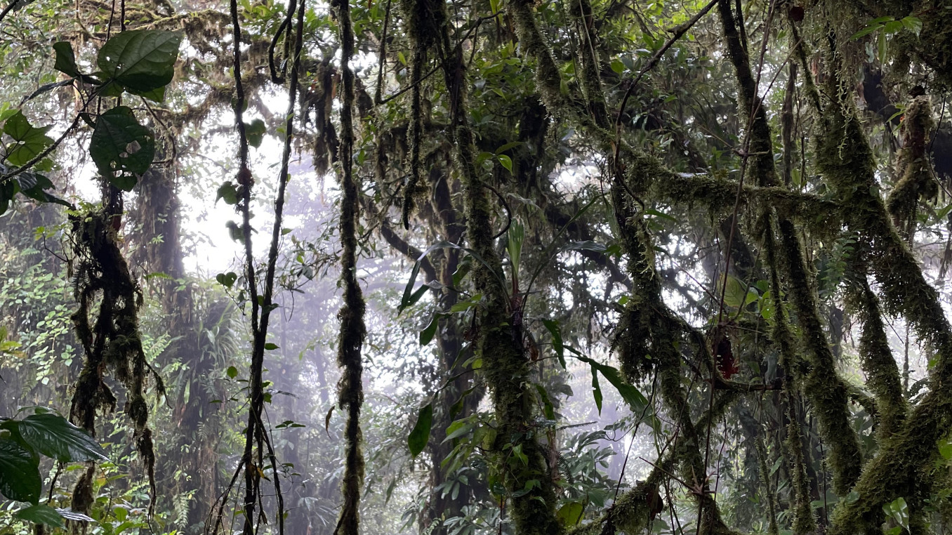 picture of the jungle.